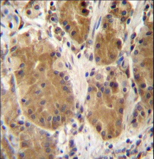 PCDHB5 Antibody - PCDHB5 Antibody immunohistochemistry of formalin-fixed and paraffin-embedded human stomach tissue followed by peroxidase-conjugated secondary antibody and DAB staining.