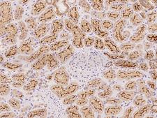 PCDHB5 Antibody - Immunochemical staining of human PCDHB5 in human kidney with rabbit polyclonal antibody at 1:500 dilution, formalin-fixed paraffin embedded sections.