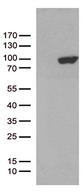 PCDHB8 Antibody - HEK293T cells were transfected with the pCMV6-ENTRY control. (Left lane) or pCMV6-ENTRY PCDHB8. (Right lane) cDNA for 48 hrs and lysed. Equivalent amounts of cell lysates. (5 ug per lane) were separated by SDS-PAGE and immunoblotted with anti-PCDHB8. (1:500)