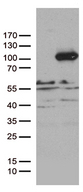 PCDHB8 Antibody - HEK293T cells were transfected with the pCMV6-ENTRY control. (Left lane) or pCMV6-ENTRY PCDHB8. (Right lane) cDNA for 48 hrs and lysed