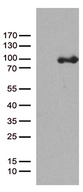 PCDHB8 Antibody - HEK293T cells were transfected with the pCMV6-ENTRY control. (Left lane) or pCMV6-ENTRY PCDHB8. (Right lane) cDNA for 48 hrs and lysed. Equivalent amounts of cell lysates. (5 ug per lane) were separated by SDS-PAGE and immunoblotted with anti-PCDHB8. (1:500)