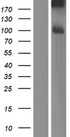 PCDHB8 Protein - Western validation with an anti-DDK antibody * L: Control HEK293 lysate R: Over-expression lysate