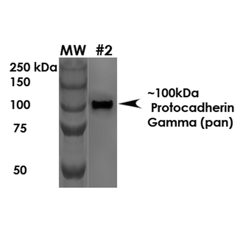 PCDHG / Protocadherin Gamma Antibody - Western Blot analysis of Rat Brain Membrane showing detection of ~100 kDa Protocadherin Gamma protein using Mouse Anti-Protocadherin Gamma Monoclonal Antibody, Clone S159-5. Load: 10 µg. Primary Antibody: Mouse Anti-Protocadherin Gamma Monoclonal Antibody  at 1:1000 for 1 hour at RT. Secondary Antibody: Goat Anti-Mouse HRP at 1:200 for 1 hour at RT. Predicted/Observed Size: ~100 kDa.