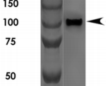 PCDHGA1 Antibody - Detection of PCDHG in rat brain lysate with Protocadherin Gamma (pan) Monoclonal Antibody at 1ug/ml.
