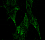 PCDHGA1 Antibody - Detection of PCDHG in neuroblastoma cell line SK-N-BE with Protocadherin Gamma (pan) Monoclonal Antibody at 10ug/ml.
