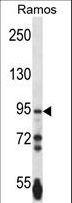PCDHGA3 Antibody - PCDHGA3 Antibody western blot of Ramos cell line lysates (35 ug/lane). The PCDHGA3 antibody detected the PCDHGA3 protein (arrow).