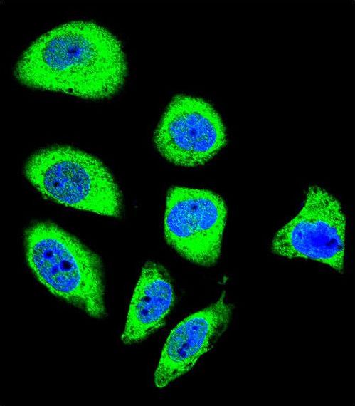 PCDHGA8 Antibody - Confocal immunofluorescence of PCDHGA8 Antibody with U-251MG cell followed by Alexa Fluor 488-conjugated goat anti-rabbit lgG (green). DAPI was used to stain the cell nuclear (blue).