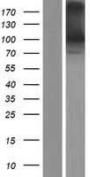 PCDHGA9 Protein - Western validation with an anti-DDK antibody * L: Control HEK293 lysate R: Over-expression lysate
