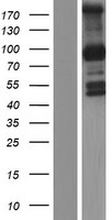 PCDHGB1 Protein - Western validation with an anti-DDK antibody * L: Control HEK293 lysate R: Over-expression lysate