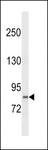 PCDHGB2 Antibody - PCDHGB2 Antibody western blot of U251 cell line lysates (35 ug/lane). The PCDHGB2 Antibody detected the PCDHGB2 protein (arrow).