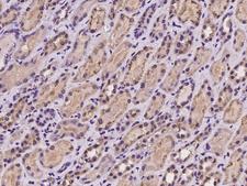 PCDHGB3 Antibody - Immunochemical staining of human PCDHGB3 in human kidney with rabbit polyclonal antibody at 1:100 dilution, formalin-fixed paraffin embedded sections.