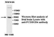 PCDHGB4 Antibody