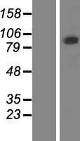 PCDHGB5 Protein - Western validation with an anti-DDK antibody * L: Control HEK293 lysate R: Over-expression lysate