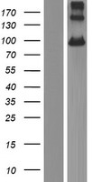 PCDHGB7 Protein - Western validation with an anti-DDK antibody * L: Control HEK293 lysate R: Over-expression lysate