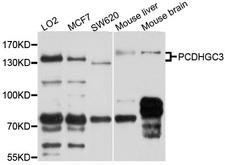 PCDHGC3 / PCDH2 Antibody - Western blot analysis of extracts of various cell lines, using PCDHGC3 antibody at 1:1000 dilution. The secondary antibody used was an HRP Goat Anti-Rabbit IgG (H+L) at 1:10000 dilution. Lysates were loaded 25ug per lane and 3% nonfat dry milk in TBST was used for blocking. An ECL Kit was used for detection and the exposure time was 20s.