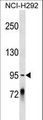 PCDHGC4 Antibody - PCDHGC4 Antibody western blot of NCI-H292 cell line lysates (35 ug/lane). The PCDHGC4 antibody detected the PCDHGC4 protein (arrow).