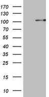 PCDHGC5 Antibody - HEK293T cells were transfected with the pCMV6-ENTRY control. (Left lane) or pCMV6-ENTRY PCDHGC5. (Right lane) cDNA for 48 hrs and lysed