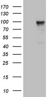 PCDHGC5 Antibody - HEK293T cells were transfected with the pCMV6-ENTRY control. (Left lane) or pCMV6-ENTRY PCDHGC5. (Right lane) cDNA for 48 hrs and lysed