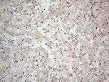 PCDHGC5 Antibody - Immunohistochemical staining of paraffin-embedded Human embryonic liver tissue using anti-PCDHGC5 mouse monoclonal antibody. (Heat-induced epitope retrieval by 1mM EDTA in 10mM Tris buffer. (pH8.5) at 120 oC for 3 min. (1:150)