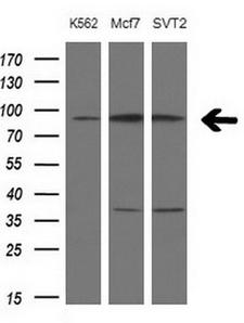 PCDHGC5 Antibody - Western blot analysis of extracts. (10ug) from 3 different cell lines by using anti-PCDHGC5 monoclonal antibody at 1:200 dilution.