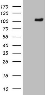 PCDHGC5 Antibody - HEK293T cells were transfected with the pCMV6-ENTRY control. (Left lane) or pCMV6-ENTRY PCDHGC5. (Right lane) cDNA for 48 hrs and lysed. Equivalent amounts of cell lysates. (5 ug per lane) were separated by SDS-PAGE and immunoblotted with anti-PCDHGC5. (1:2000)