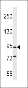 PCDHGC5 Antibody - PCDHGC5 Antibody western blot of mouse brain tissue lysates (35 ug/lane). The PCDHGC5 antibody detected the PCDHGC5 protein (arrow).