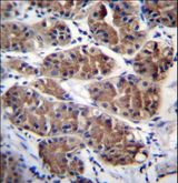 PCDHGC5 Antibody - PCDHGC5 Antibody immunohistochemistry of formalin-fixed and paraffin-embedded human stomach tissue followed by peroxidase-conjugated secondary antibody and DAB staining.