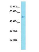 PCED1B Antibody - PCED1B antibody Western Blot of Jurkat. Antibody dilution: 1 ug/ml.  This image was taken for the unconjugated form of this product. Other forms have not been tested.