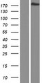 PCF11 Protein - Western validation with an anti-DDK antibody * L: Control HEK293 lysate R: Over-expression lysate