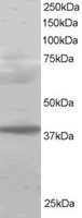 PCGF2 / MEL-18 Antibody - PCGF2 antibody staining (1 ug/ml) of Human Lung lysate (RIPA buffer, 30g total protein per lane). Primary incubated for 1 hour. Detected by Western blot of chemiluminescence.
