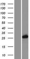 PCGF3 Protein - Western validation with an anti-DDK antibody * L: Control HEK293 lysate R: Over-expression lysate