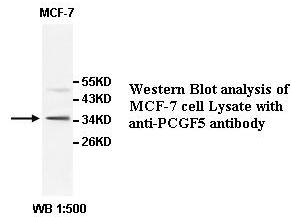 PCGF5 Antibody