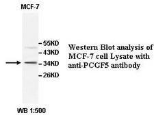 PCGF5 Antibody