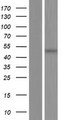 PCID2 Protein - Western validation with an anti-DDK antibody * L: Control HEK293 lysate R: Over-expression lysate