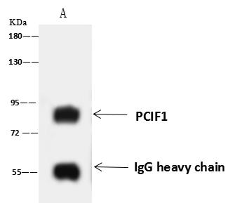 PCIF1 Antibody - PCIF1 was immunoprecipitated using: Lane A: 0.5 mg Jurkat Whole Cell Lysate. 4 uL anti-PCIF1 rabbit polyclonal antibody and 60 ug of Immunomagnetic beads Protein A/G. Primary antibody: Anti-PCIF1 rabbit polyclonal antibody, at 1:100 dilution. Secondary antibody: Goat Anti-Rabbit IgG (H+L)/HRP at 1/10000 dilution. Developed using the ECL technique. Performed under reducing conditions. Predicted band size: 81 kDa. Observed band size: 81 kDa.