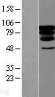 PCIF1 Protein - Western validation with an anti-DDK antibody * L: Control HEK293 lysate R: Over-expression lysate
