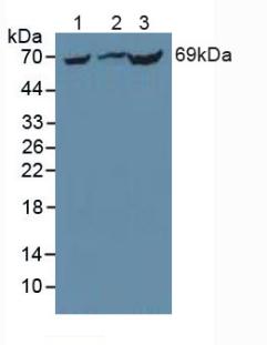 PCK1 Antibody - Western Blot; Sample: Lane1: Mouse Liver Tissue; Lane2: Rat Liver Tissue; Lane3: Mouse Kidney Tissue.
