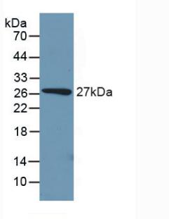 PCK1 Antibody - Western Blot; Sample: Recombinant PCK1, Mouse.
