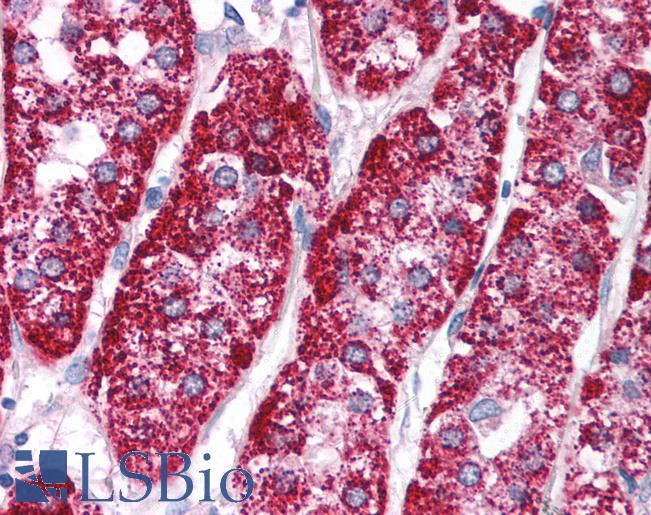 PCK1 Antibody - Anti-PCK1 antibody IHC of human adrenal. Immunohistochemistry of formalin-fixed, paraffin-embedded tissue after heat-induced antigen retrieval. Antibody concentration 5 ug/ml.  This image was taken for the unconjugated form of this product. Other forms have not been tested.