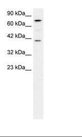PCK1 Antibody - HepG2 Cell Lysate.  This image was taken for the unconjugated form of this product. Other forms have not been tested.