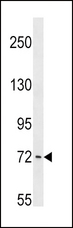 PCK1 Antibody - PCK1 Antibody western blot of NCI-H460 cell line lysates (35 ug/lane). The PCK1 antibody detected the PCK1 protein (arrow).