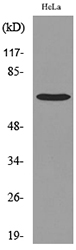 PCK1 Antibody - Western blot analysis of lysate from HeLa cells, using PCK1 Antibody.
