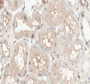 PCK1 Antibody - 1:100 staining human kidney tissue by IHC-P. The tissue was formaldehyde fixed and a heat mediated antigen retrieval step in citrate buffer was performed. The tissue was then blocked and incubated with the antibody for 1.5 hours at 22°C. An HRP conjugated goat anti-rabbit antibody was used as the secondary.