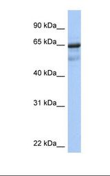 PCK1 Antibody - Placenta lysate. Antibody concentration: 1.0 ug/ml. Gel concentration: 12%.  This image was taken for the unconjugated form of this product. Other forms have not been tested.