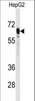 PCK2 / PEPCK Antibody - Western blot of anti-PCK2 Antibody in HepG2 cell line lysates (35 ug/lane). PCK2 (arrow) was detected using the purified antibody.