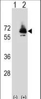 PCK2 / PEPCK Antibody - Western blot of PCK2 (arrow) using rabbit polyclonal PCK2 Antibody (Q39). 293 cell lysates (2 ug/lane) either nontransfected (Lane 1) or transiently transfected (Lane 2) with the PCK2 gene.