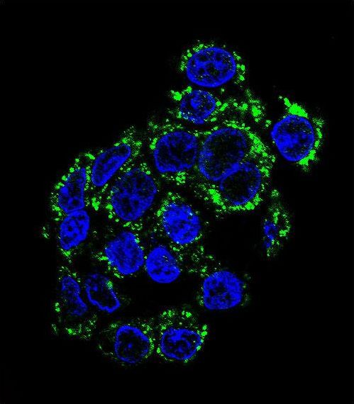 PCK2 / PEPCK Antibody - Confocal immunofluorescence of PCK2 Antibody with HepG2 cell followed by Alexa Fluor 488-conjugated goat anti-rabbit lgG (green). DAPI was used to stain the cell nuclear (blue).