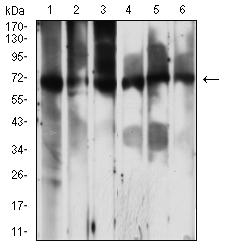 PCK2 / PEPCK Antibody - Western blot analysis using PCK2 mouse mAb against Jurkat (1), C2C12 (2), Hela (3), HepG2 (4), COS7 (5), and HL-60 (6) cell lysate.