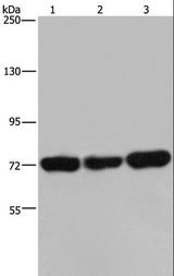 PCK2 / PEPCK Antibody - Western blot analysis of 293T, Jurkat and HeLa cell, using PCK2 Polyclonal Antibody at dilution of 1:600.