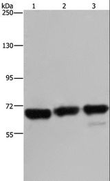 PCK2 / PEPCK Antibody - Western blot analysis of 293T, Jurkat and HeLa cell, using PCK2 Polyclonal Antibody at dilution of 1:750.